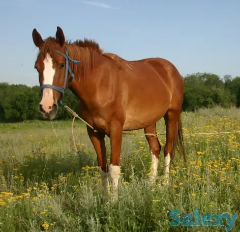 табун породистых лошадей, фотография 2