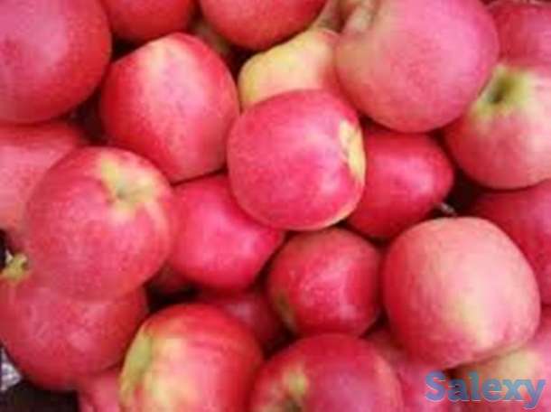 Саженцы яблони м9 Pink Lady, фотография 1