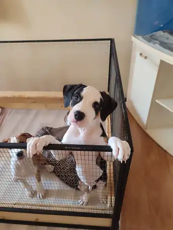 Щенки стаффорда, фотография 4