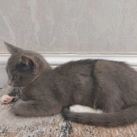 Бесплатно котята! Британец и бенгальская порода, фотография 3