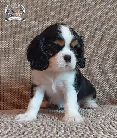 Профессиональный питомник ANGEL MECHTY., фотография 12