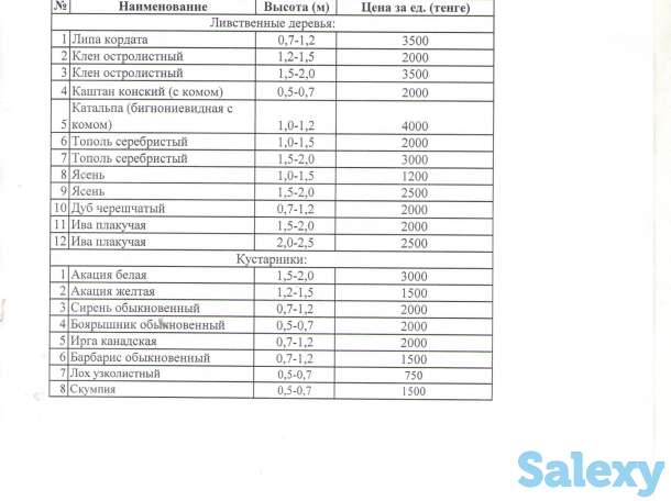 продажа ливственные деревьев и кустарников, фотография 1