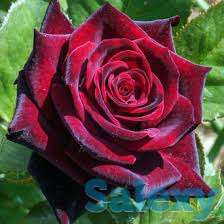 Саженцы, фотография 2