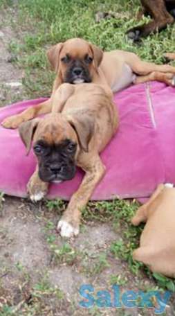 Боксеры, фотография 1