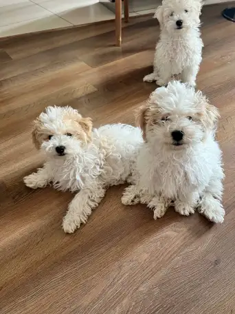Щенки Бишон фризе, фотография 4