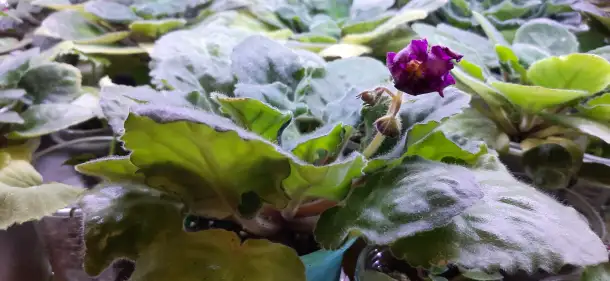 Продам цветы дешево, фотография 5