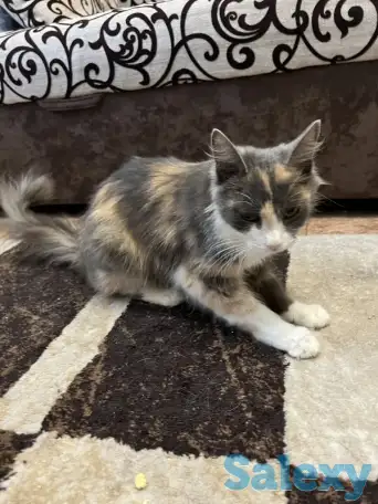 Отдам кошку, фотография 4