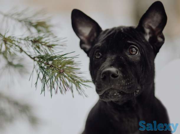 Щенки Тайского риджбека, фотография 4