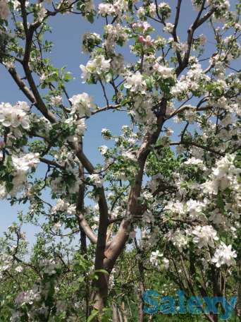 Плодовый сад, КХ, фотография 10