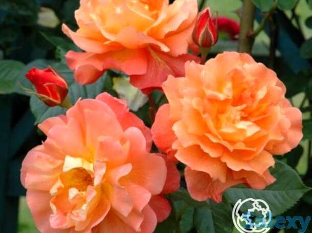 Роза вестерланд, кордес, фотография 1