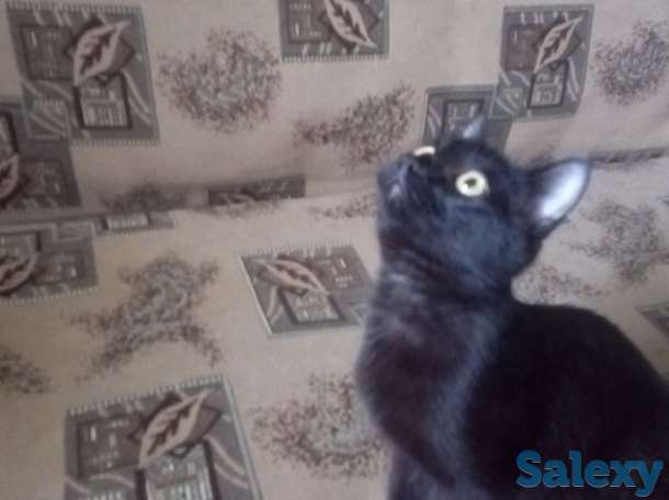 Отдам кошечку, фотография 1