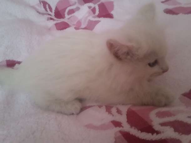 Отдам котенка в надежные руки, фотография 2