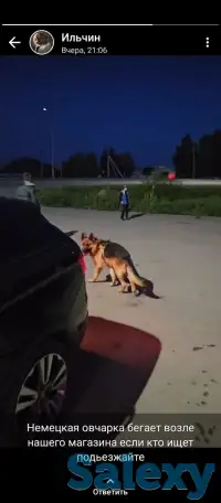 Пропала собака, фотография 2