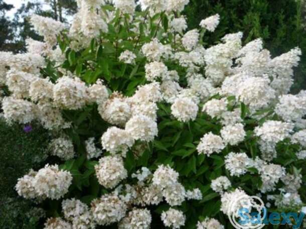 Гортензия матильда, фотография 1