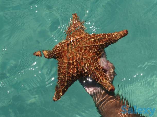 Доминикана-ритмы бачаты и сальсы..., фотография 4