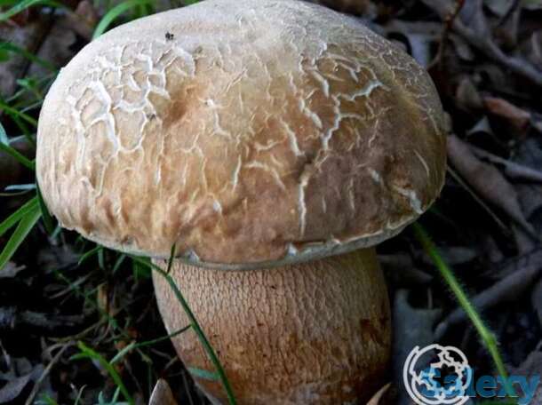 Мицелий грибов Белый дубовый 50мл, фотография 1