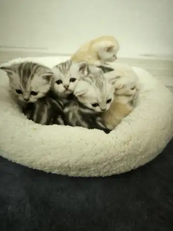 Шотландские котята, фотография 9