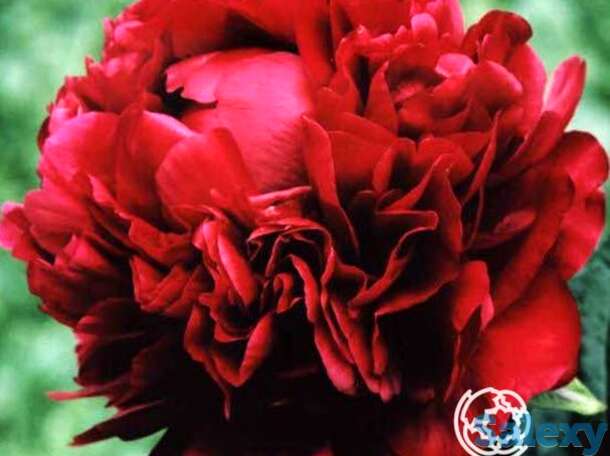 Пион генри бокстос, фотография 1