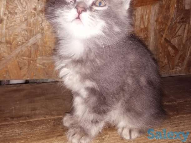 Отдам котят в хорошие руки, фотография 1