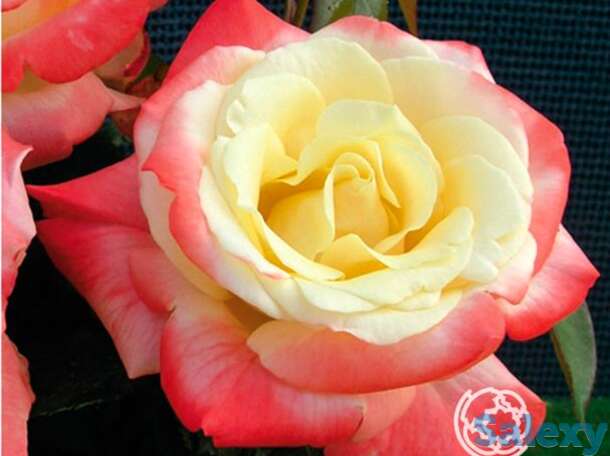 Роза фиджи, интерплант, фотография 1