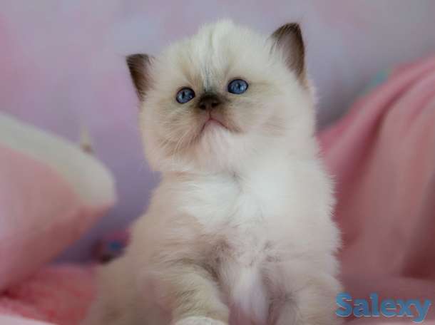 Великолепные котята породы Рэгдолл, фотография 2