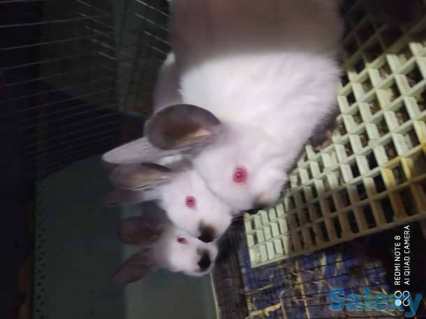 Кролики, фотография 2