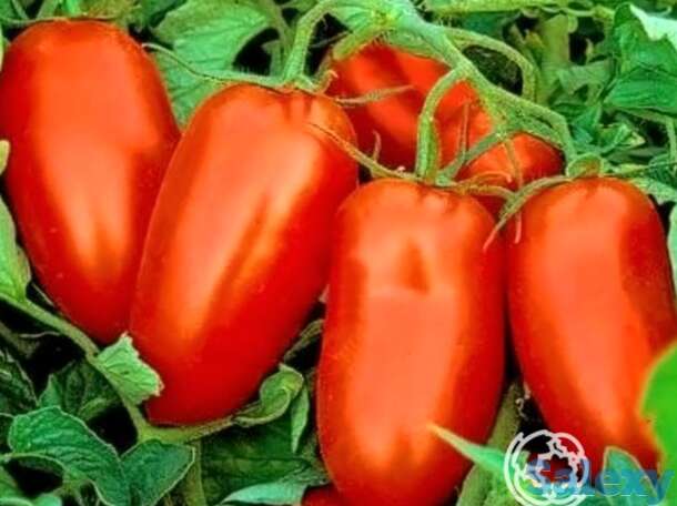 Семена Томат Гердон F1 10 шт, фотография 1