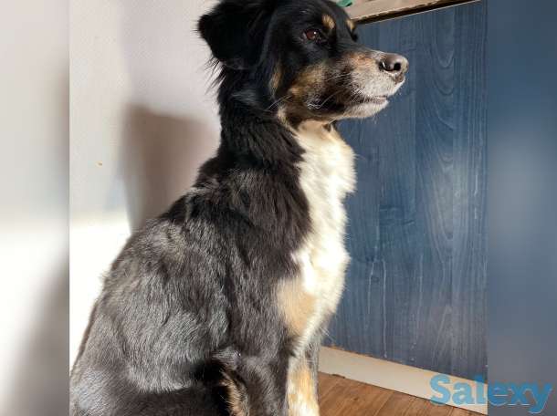 Отдам в добрые руки, фотография 1