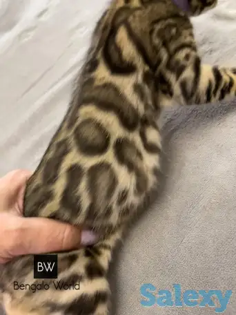 Бенгальские котята., фотография 6