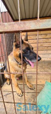 Щенки немецкой овчарки, фотография 6