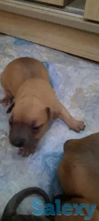 Продам щенков стаффорда, фотография 2