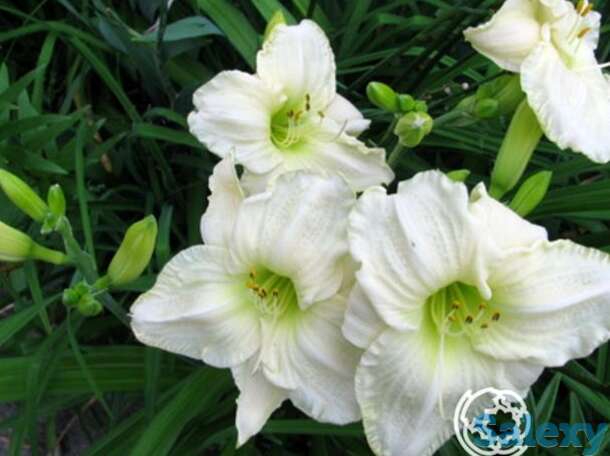 Лилейник кул ит, фотография 1