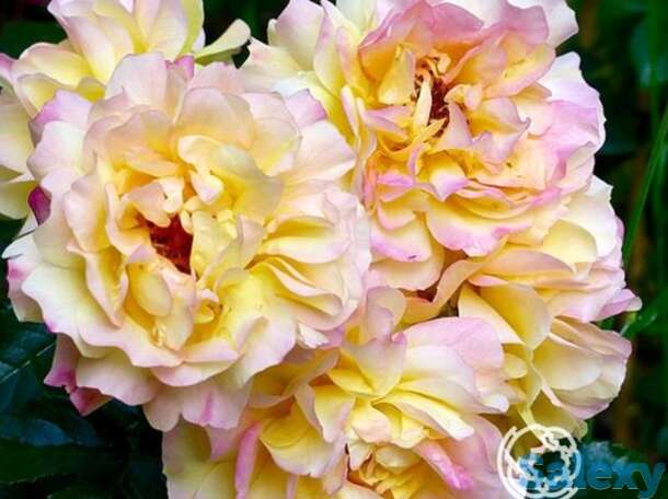 Роза лампион на штамбе  90см, фотография 1