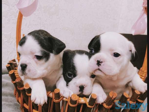 Щенята Французского бульдога, фотография 1