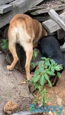 Ишу собаку такса, фотография 1