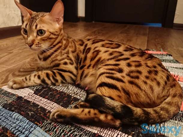 Продам котят. Порода Бенгал, фотография 1
