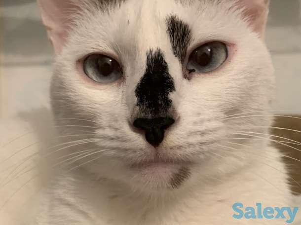 Передержка животных, фотография 1