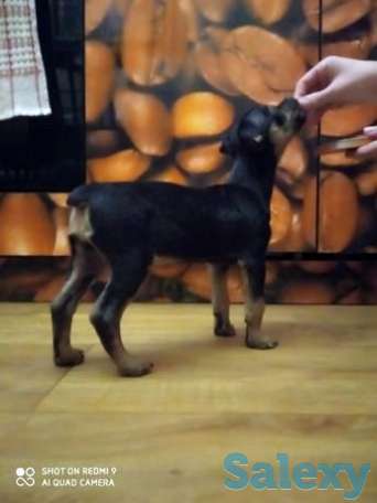 Продам щенка цвергпинчер, фотография 1