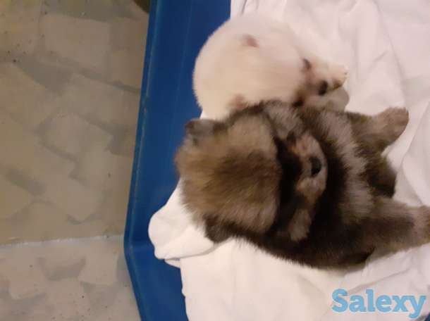 Померанский шпиц, фотография 4