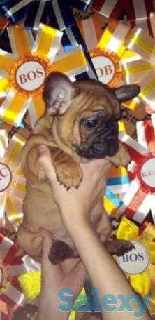 Алиментная девочка французский бульдог, фотография 1