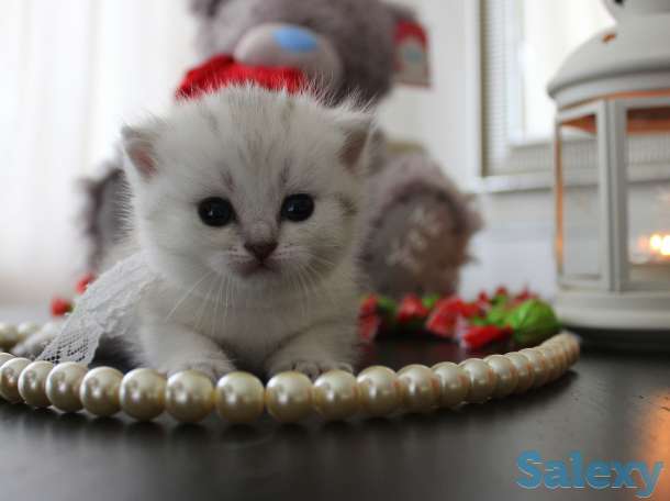 Шотландские шиншиллы, фотография 3