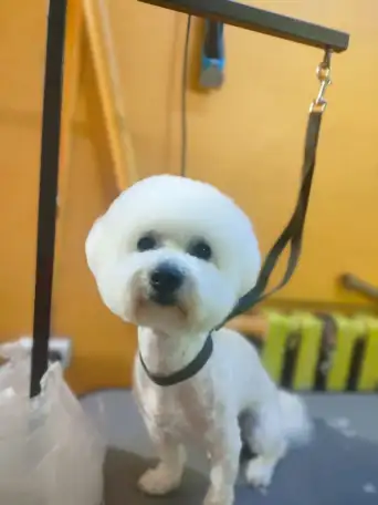 Ищем подружку своему любимчику, фотография 6