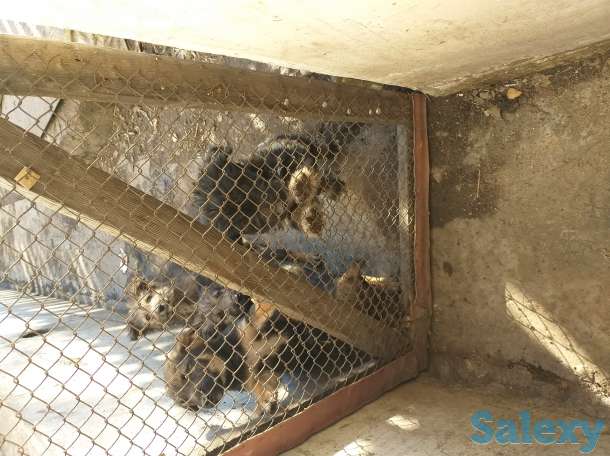 Дарю щенят, фотография 1