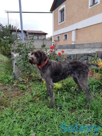 Продам щенков породы драхаар, фотография 5