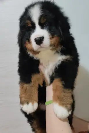 Щенки Бернского зенненхунда, фотография 2