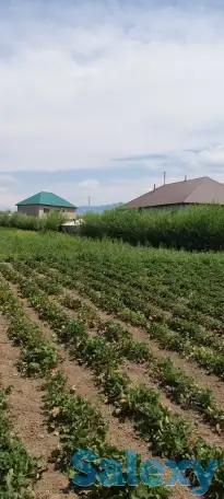 Продам участок 76 соток, р/н Кызыл Кайрат, фотография 1