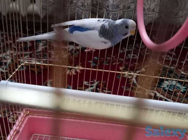 попугай, фотография 1