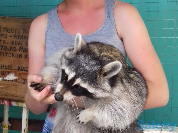 Продам енотов. Девочки 2 и 3 года, фотография 1