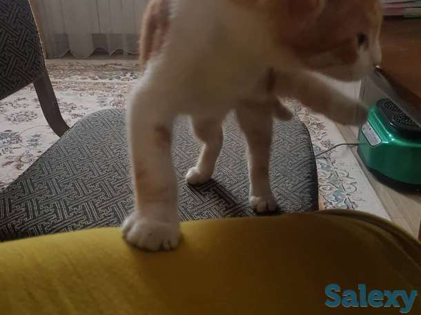 Подарю котенка львенка, фотография 7