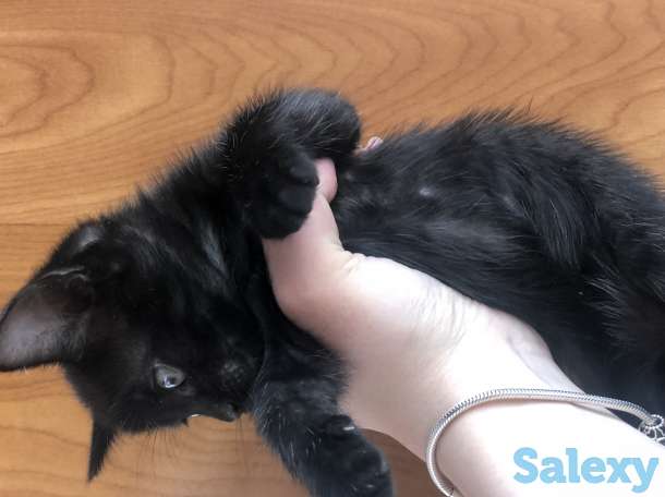 Отдам котенка!, фотография 2